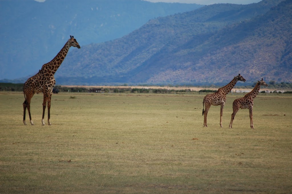 Giraffes