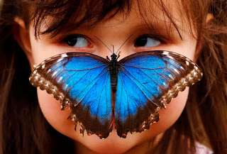 blue-morpho-butterfly-lands-on-nose1